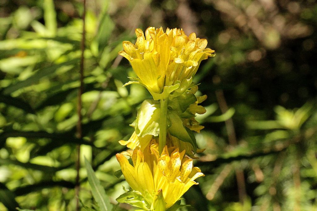 Gentiana punctata